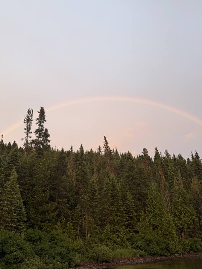 A rainbow arcing over the spruce treeline at dusk in soft pink light.
