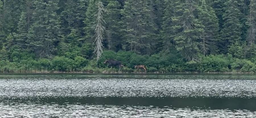 A cow moose and her calf on the far shore of a lake.