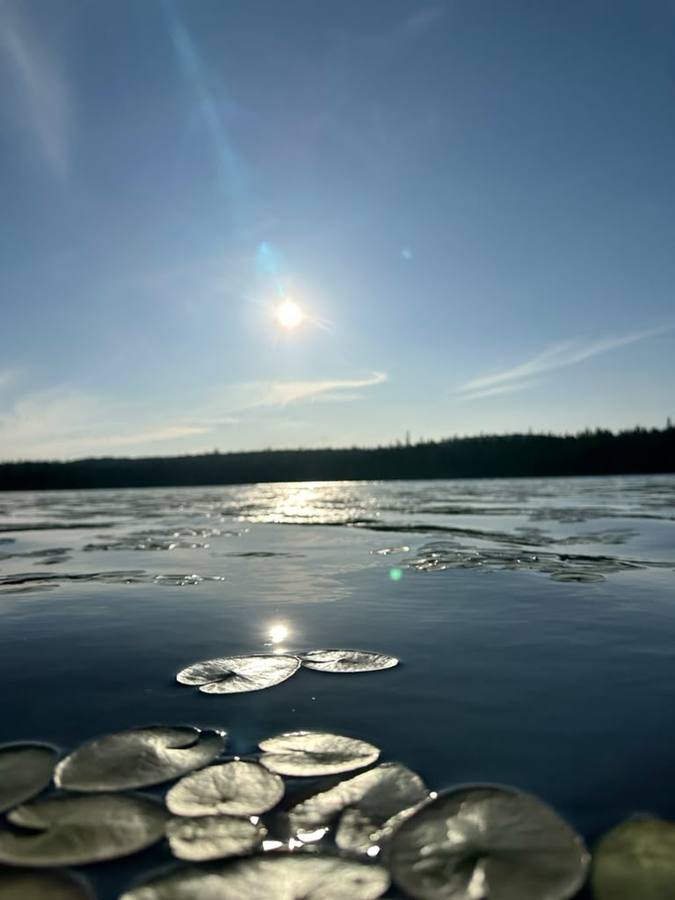 Low water-level view across a lake with lily pads in the foreground and the sun low over the trees.