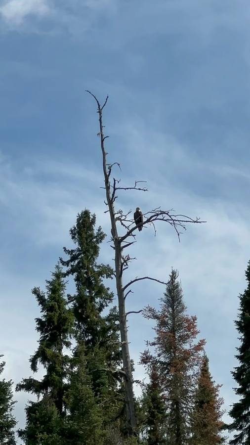 A bald eagle perched in a tall dead spruce.