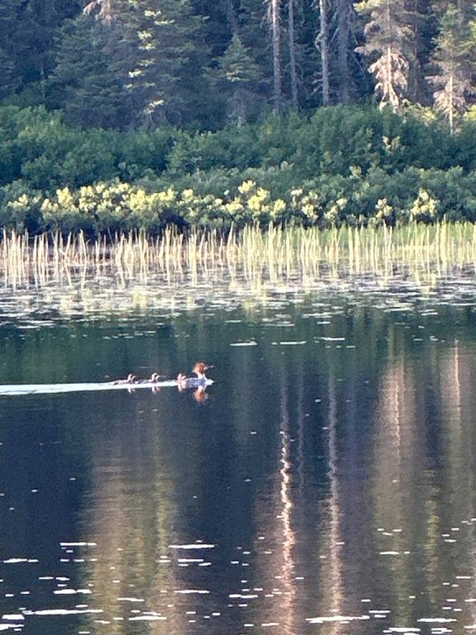 A female merganser duck swimming with her ducklings past a reedy shoreline.