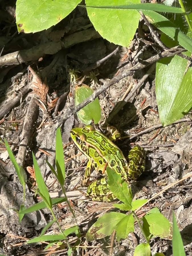 A green northern leopard frog on the forest floor among leaves.