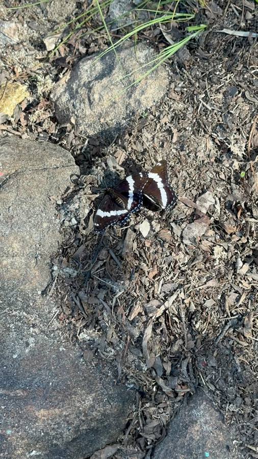 Two white admiral butterflies, dark with white bands, resting on rocky ground.