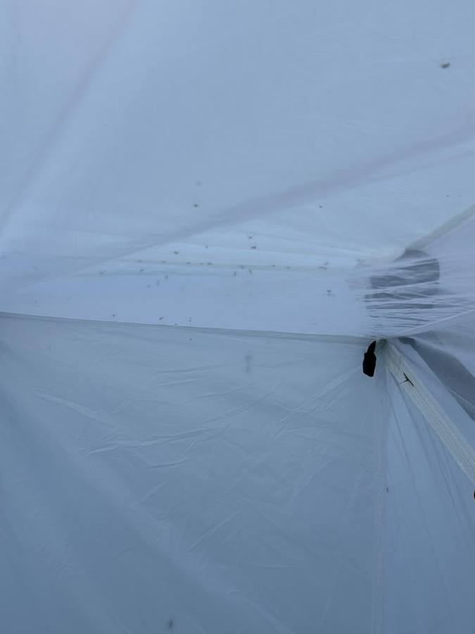 The mesh ceiling of the shelter covered in mosquitoes and black flies from outside.