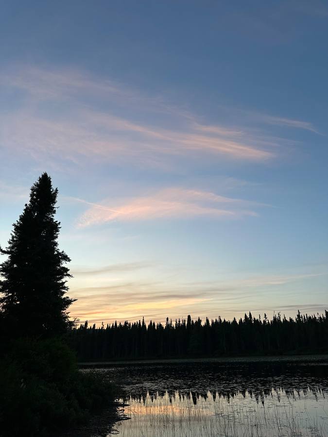 A tall spruce silhouetted against a soft pink and blue dusk sky over a still lake.
